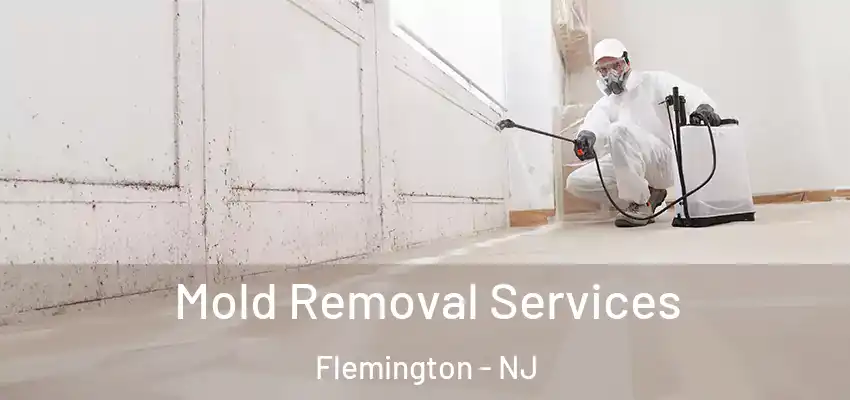  Mold Removal Services Flemington - NJ