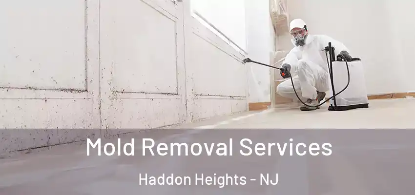  Mold Removal Services Haddon Heights - NJ