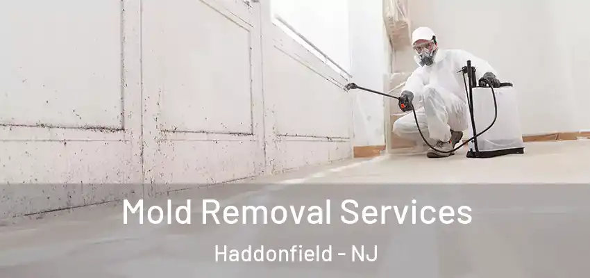  Mold Removal Services Haddonfield - NJ