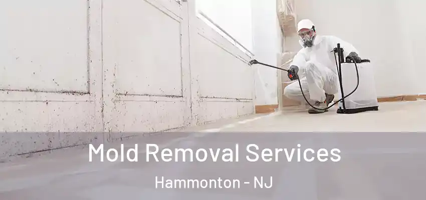 Mold Removal Services Hammonton - NJ