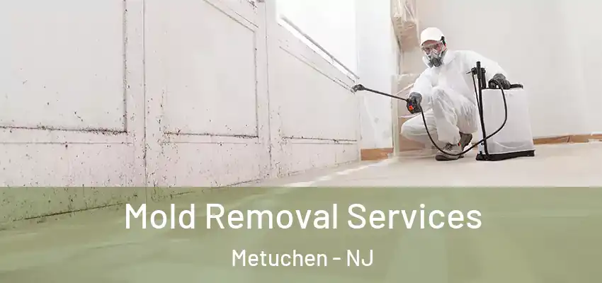 Mold Removal Services Metuchen - NJ