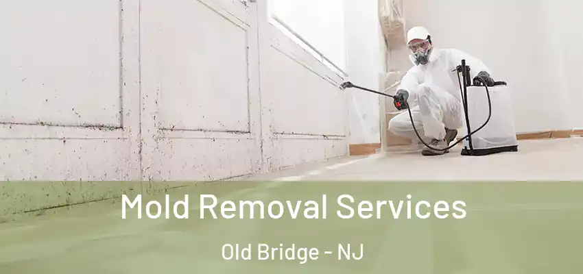  Mold Removal Services Old Bridge - NJ