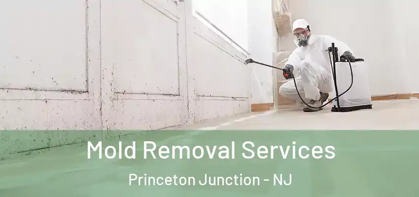 Mold Removal Services Princeton Junction - NJ