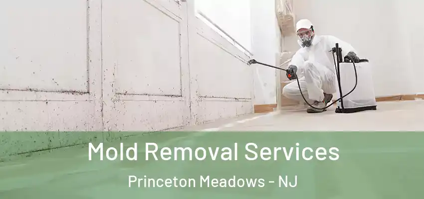 Mold Removal Services Princeton Meadows - NJ