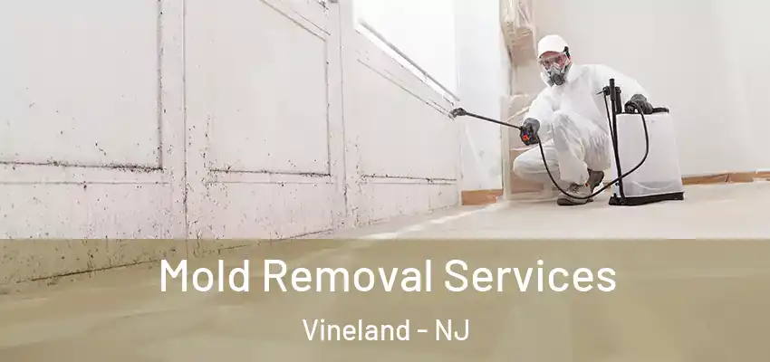  Mold Removal Services Vineland - NJ